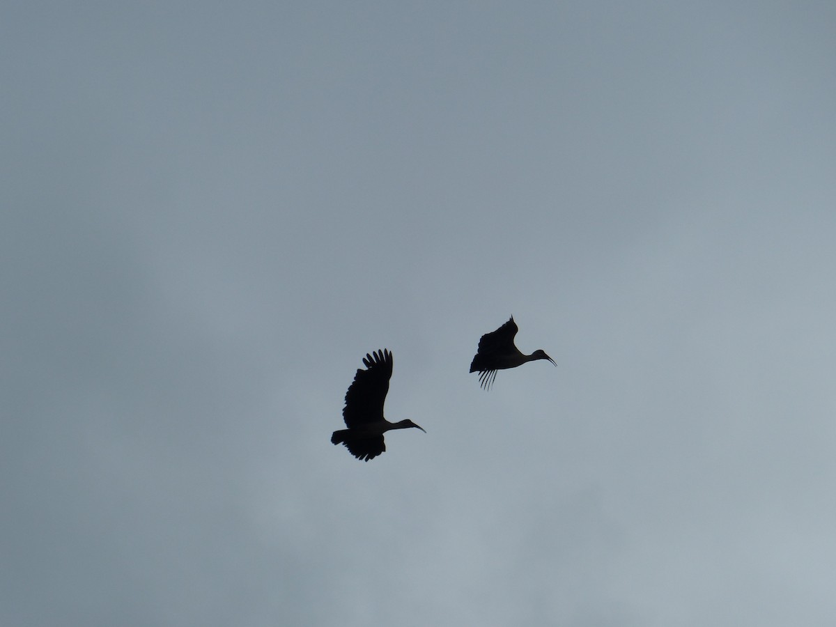Ibis hagedash - ML644074541