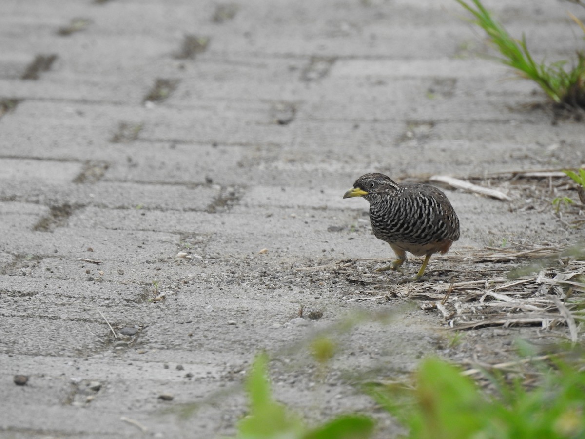 Barred Buttonquail - ML644074544
