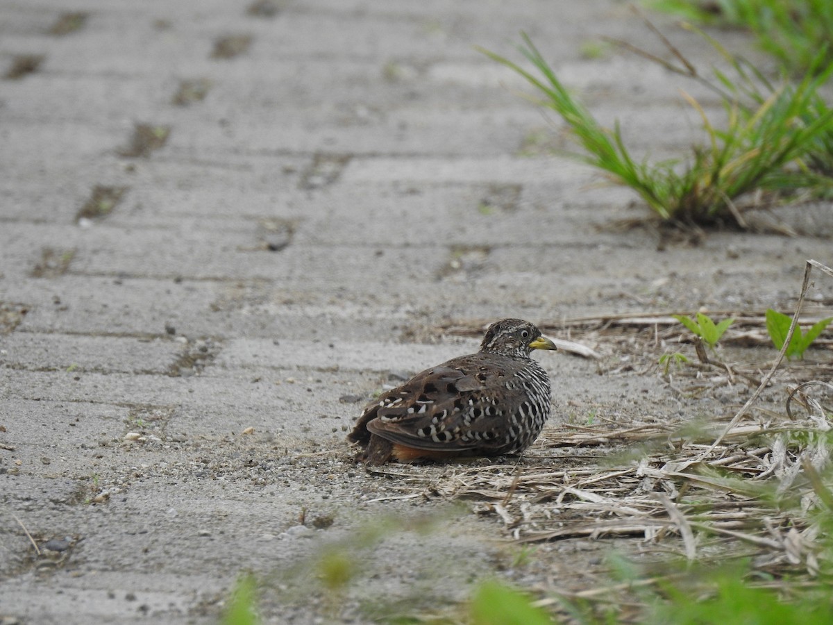 Barred Buttonquail - ML644074545