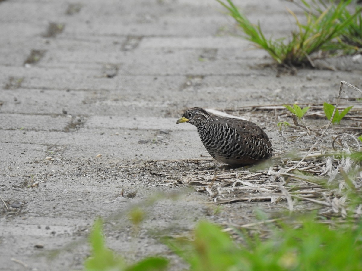Barred Buttonquail - ML644074546
