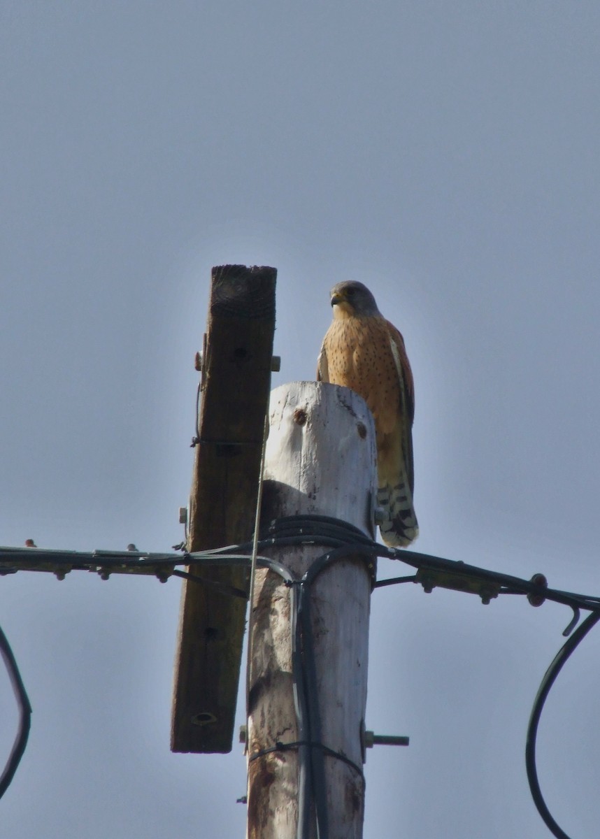 Rock Kestrel - ML644074565