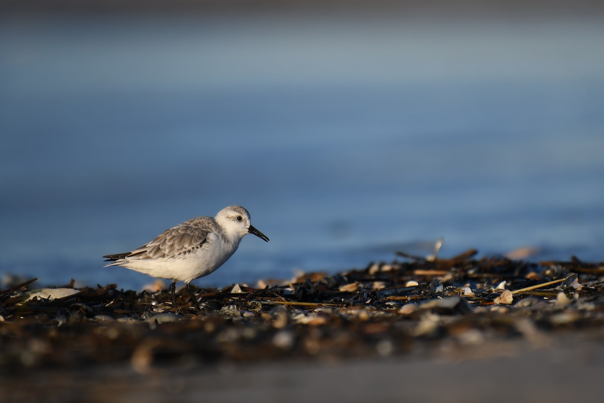 Sanderling - ML644074570