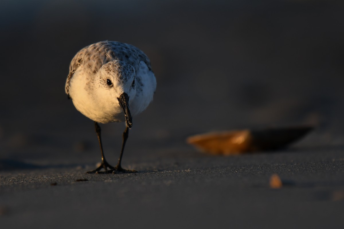 Sanderling - ML644074571