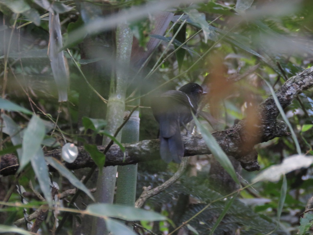 Weißbinden-Ameisenvogel - ML644074576
