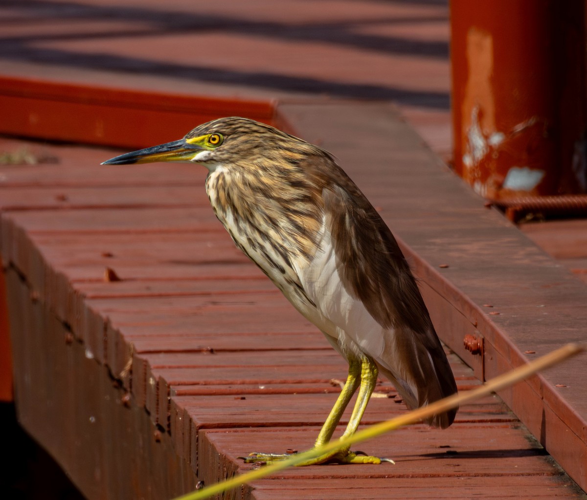 Chinese Pond-Heron - ML644074578
