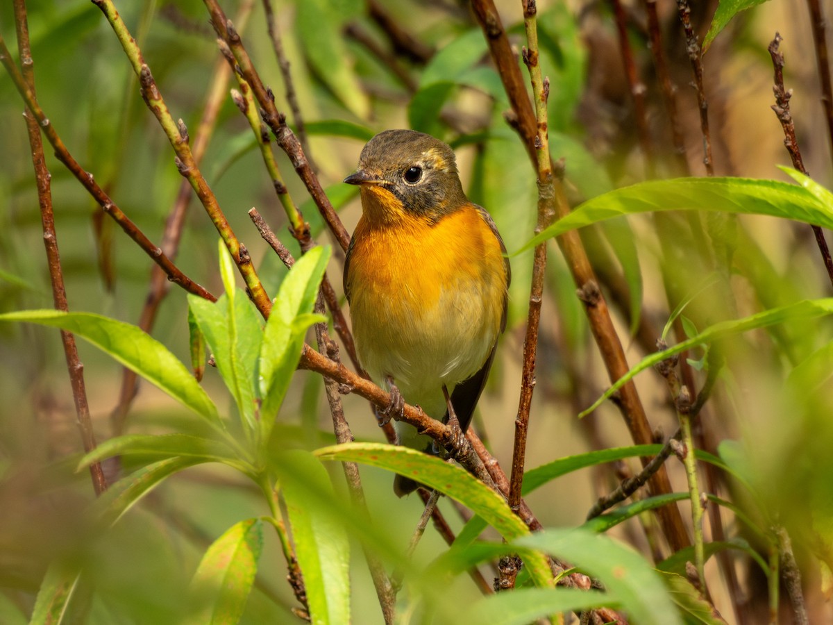 Mugimaki Flycatcher - ML644074582