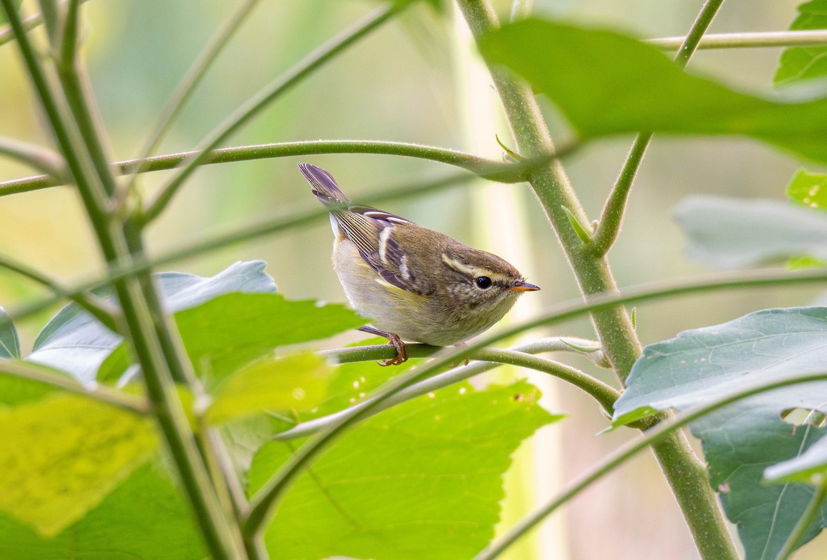Yellow-browed Warbler - ML644074585