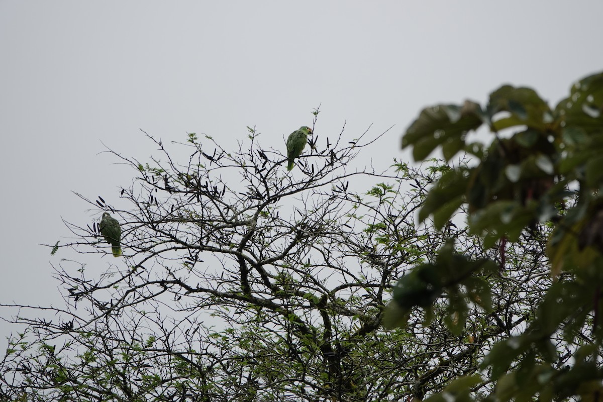 Red-lored Amazon - ML644074595