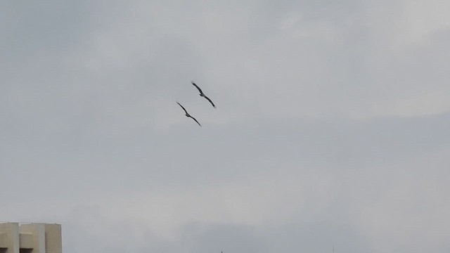 Black Kite - ML644074604