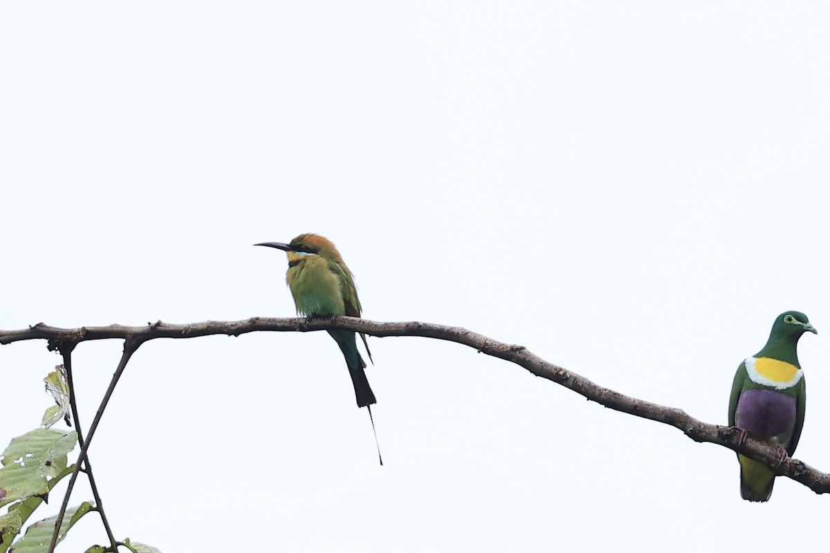 Rainbow Bee-eater - ML644074608