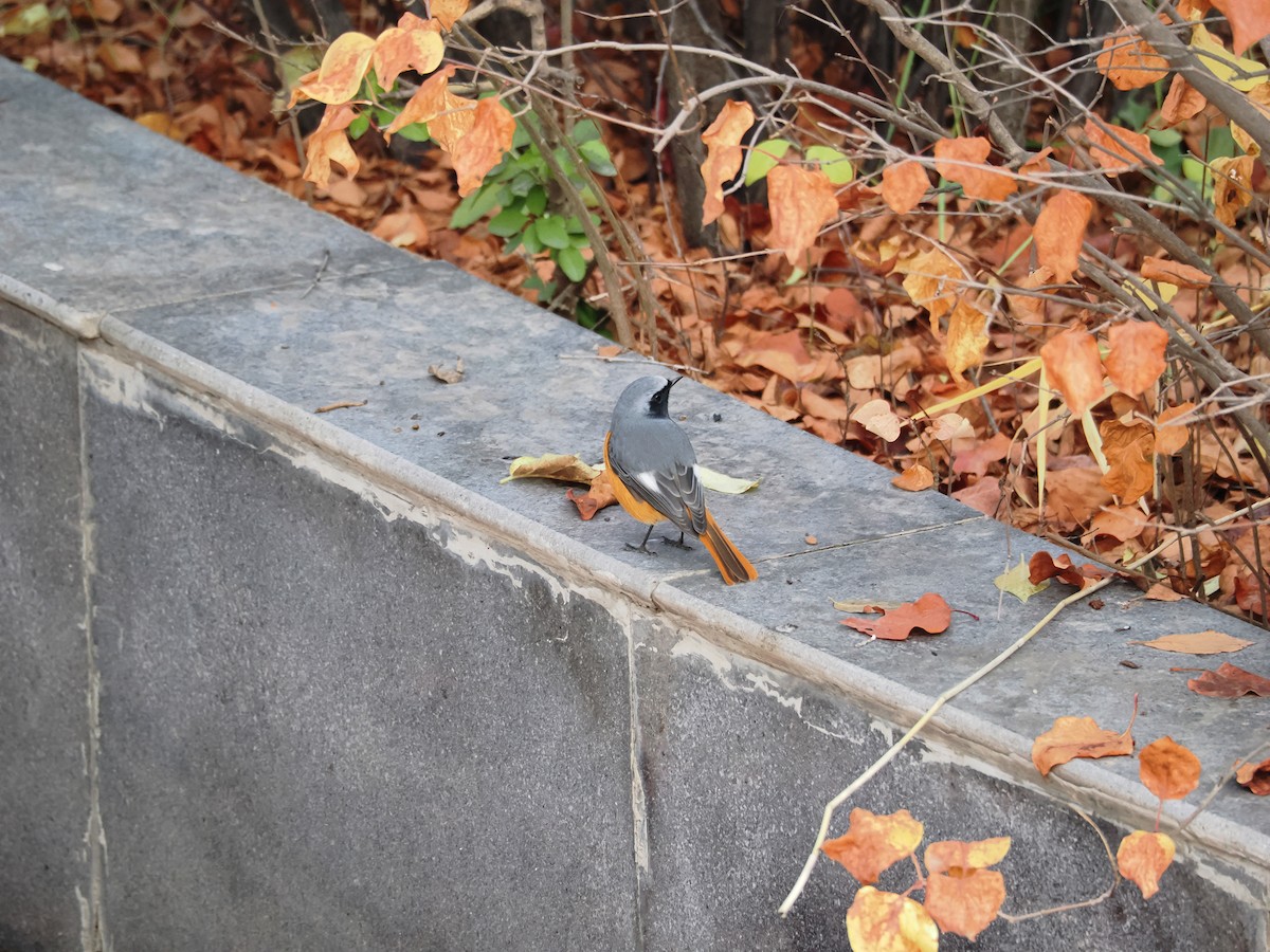 Hodgson's Redstart - ML644074613