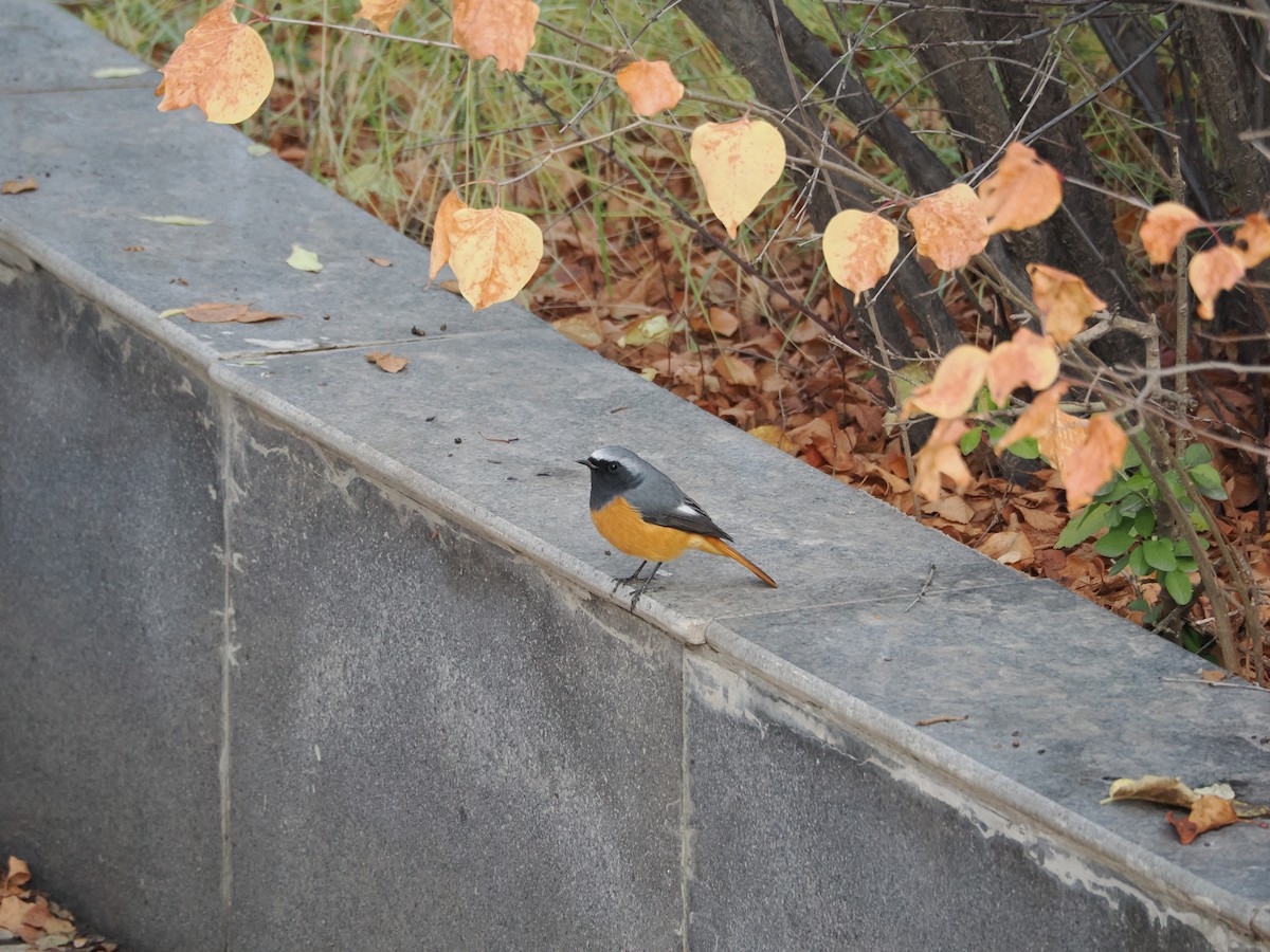 Hodgson's Redstart - ML644074614