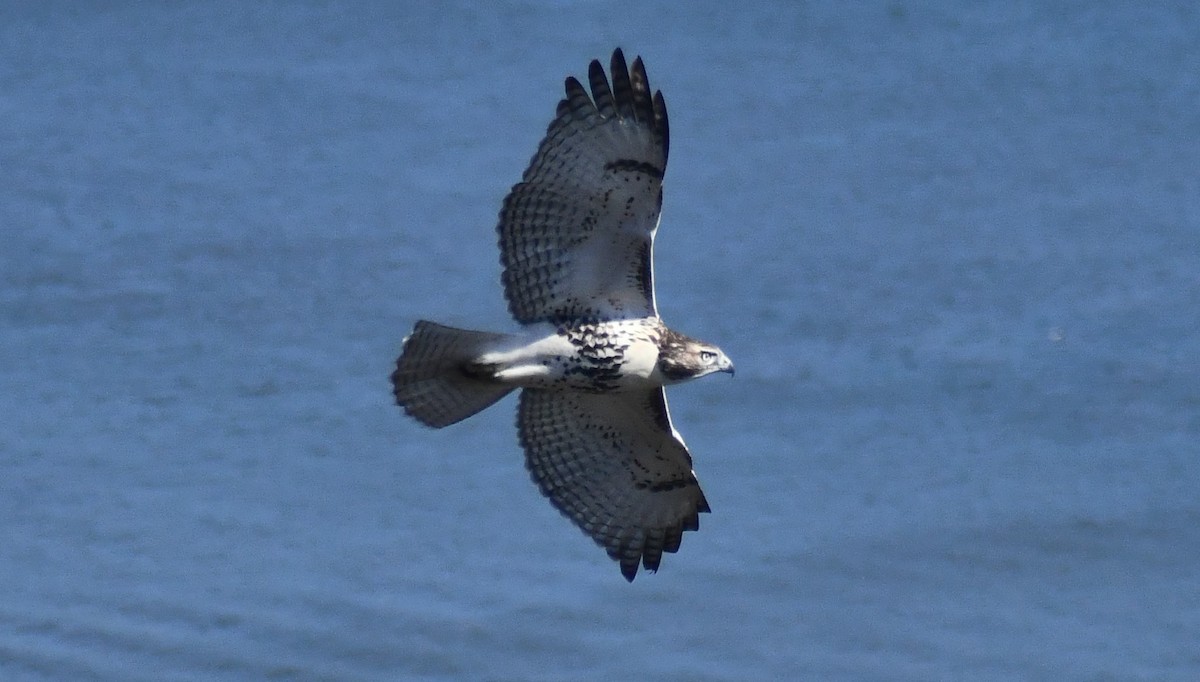 Red-tailed Hawk (borealis) - ML644074617