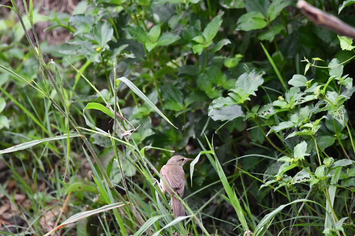 Clamorous Reed Warbler - ML644074618