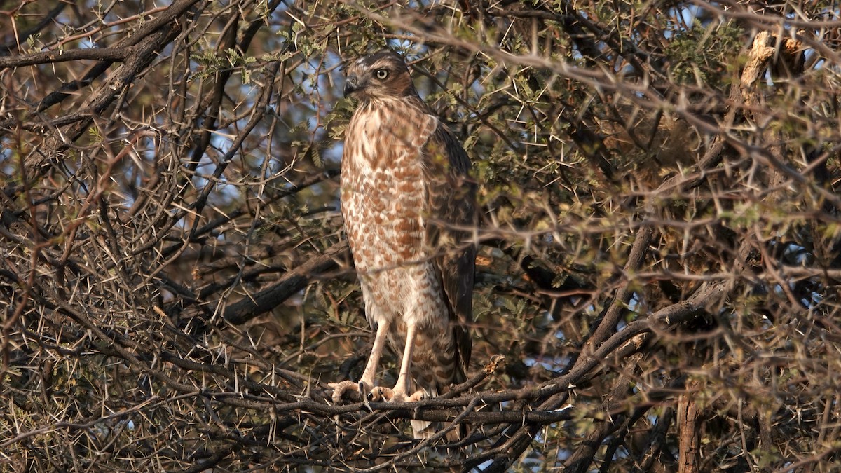 コシジロウタオオタカ - ML644074621