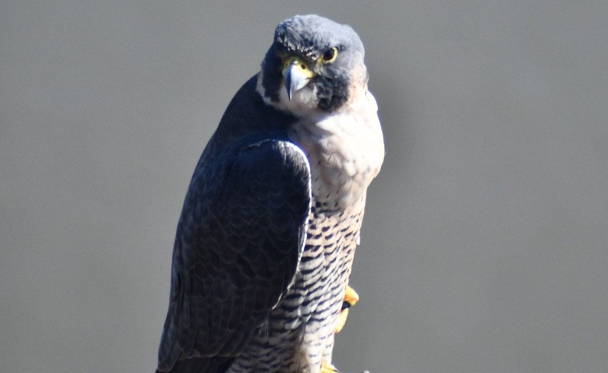 Peregrine Falcon - ML644074622