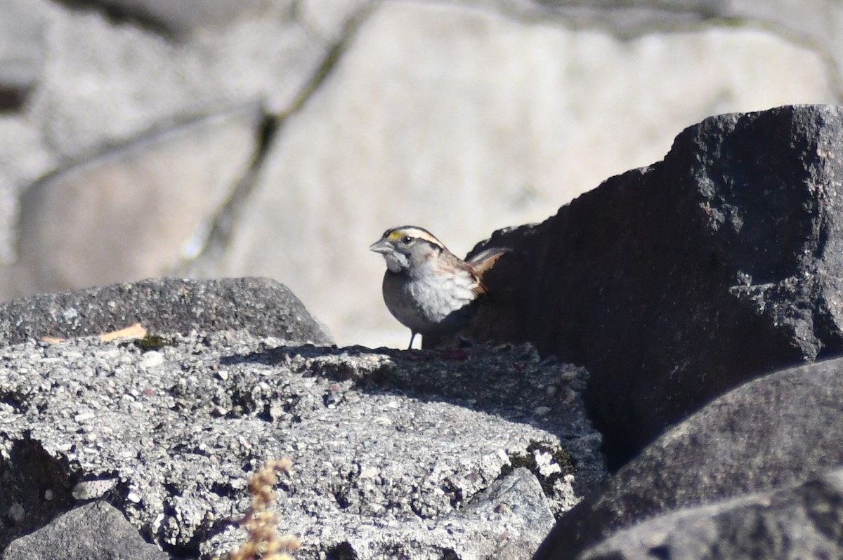 White-throated Sparrow - ML644074624