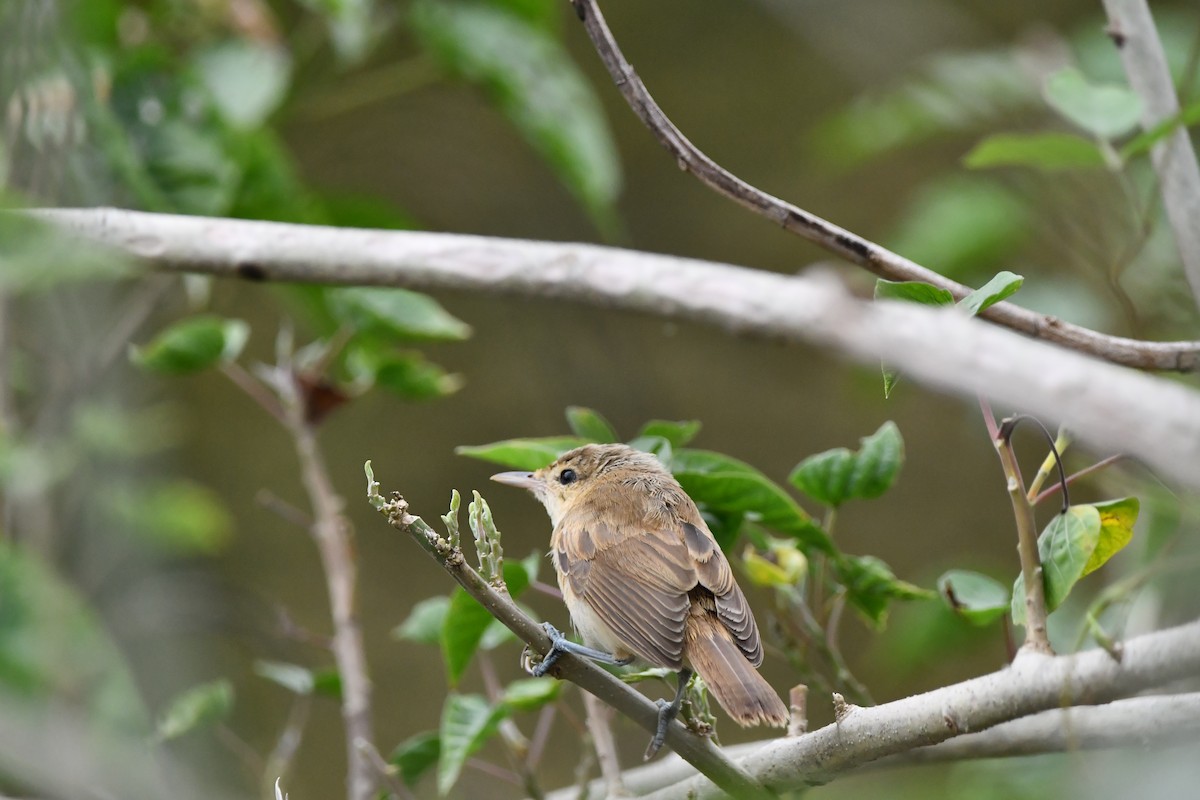 Clamorous Reed Warbler - ML644074625