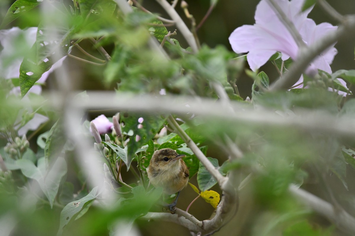 Clamorous Reed Warbler - ML644074626