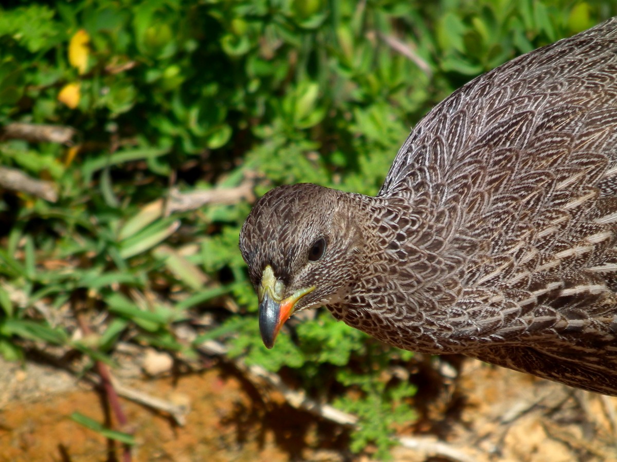 Cape Spurfowl - ML644074647