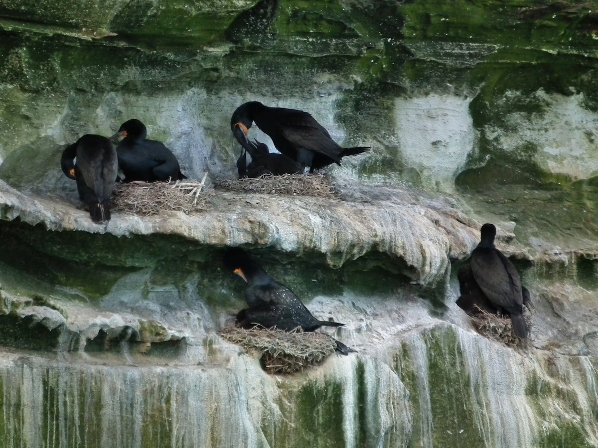 Cape Cormorant - ML644074662