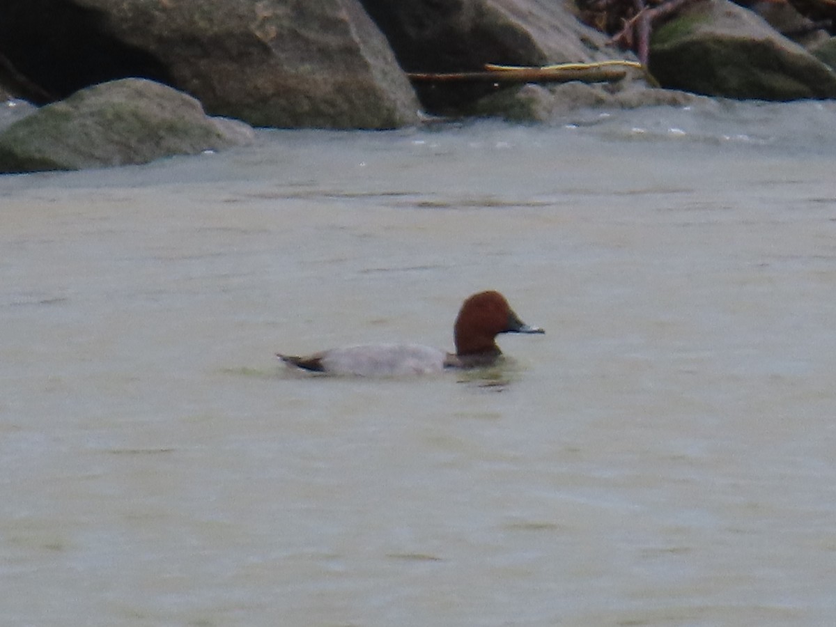 Common Pochard - ML644074666