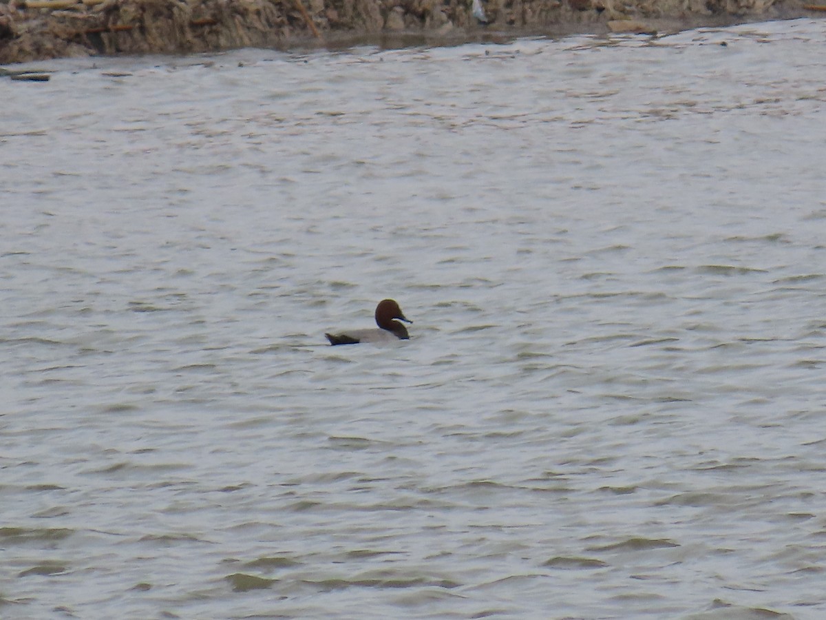 Common Pochard - ML644074667