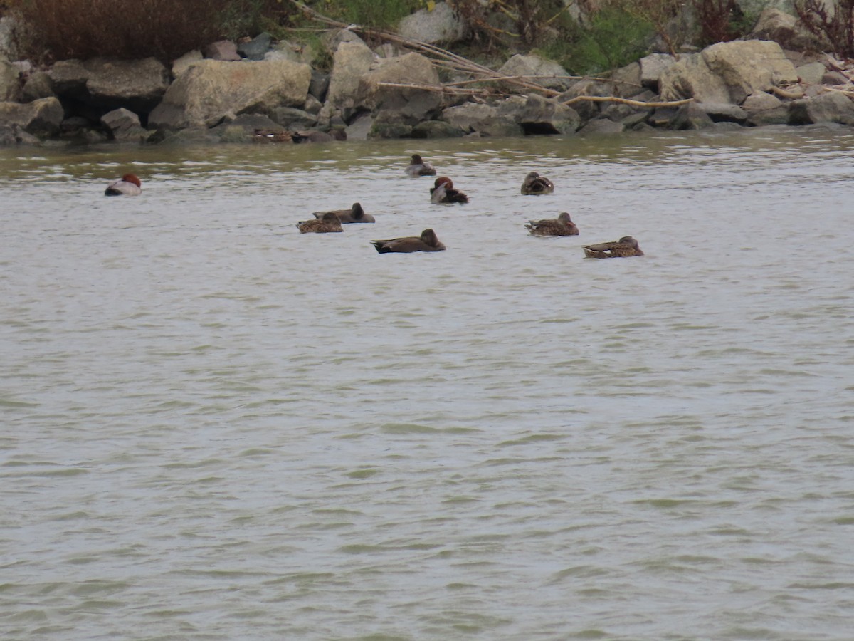 Common Pochard - ML644074668