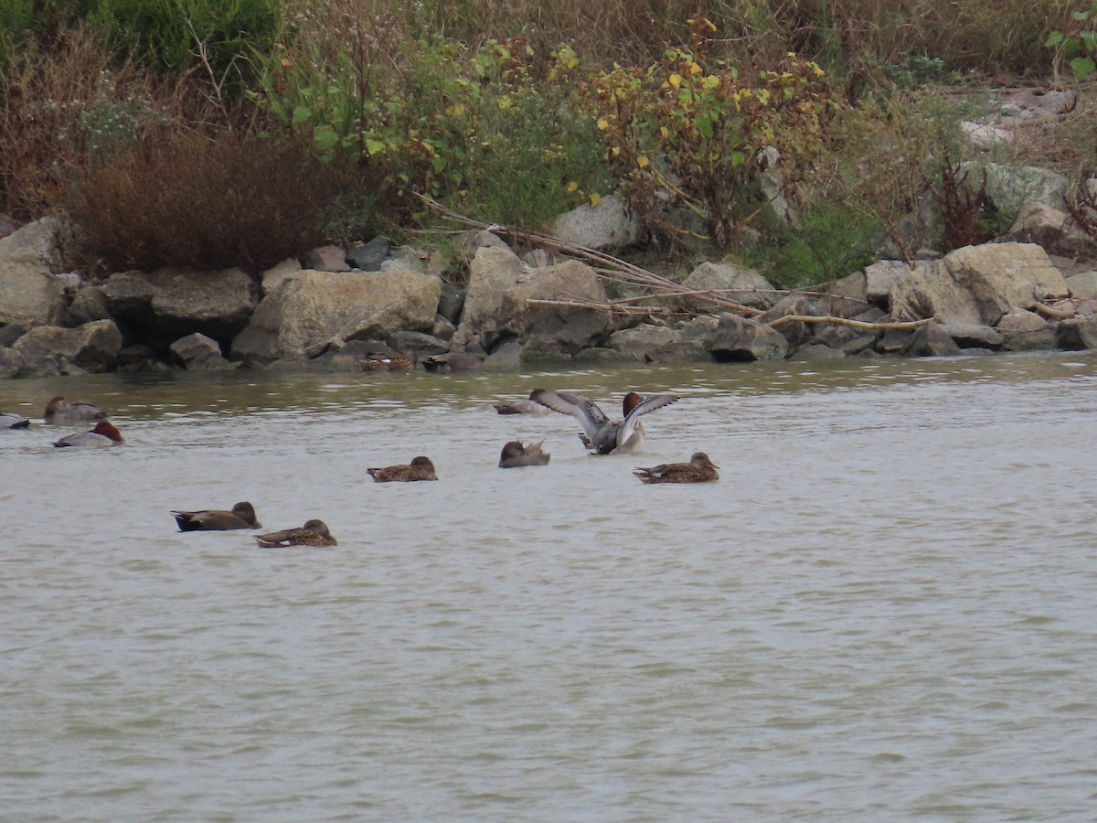 Common Pochard - ML644074669