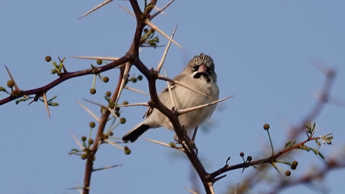 Scaly Weaver - ML644074673