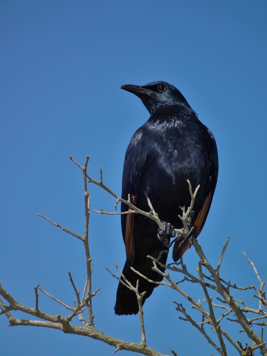 Red-winged Starling - ML644074674