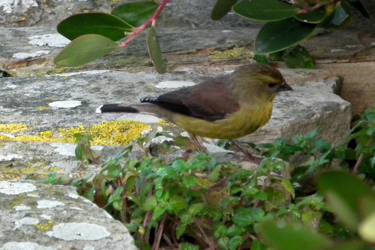 Cape Siskin - ML644074678