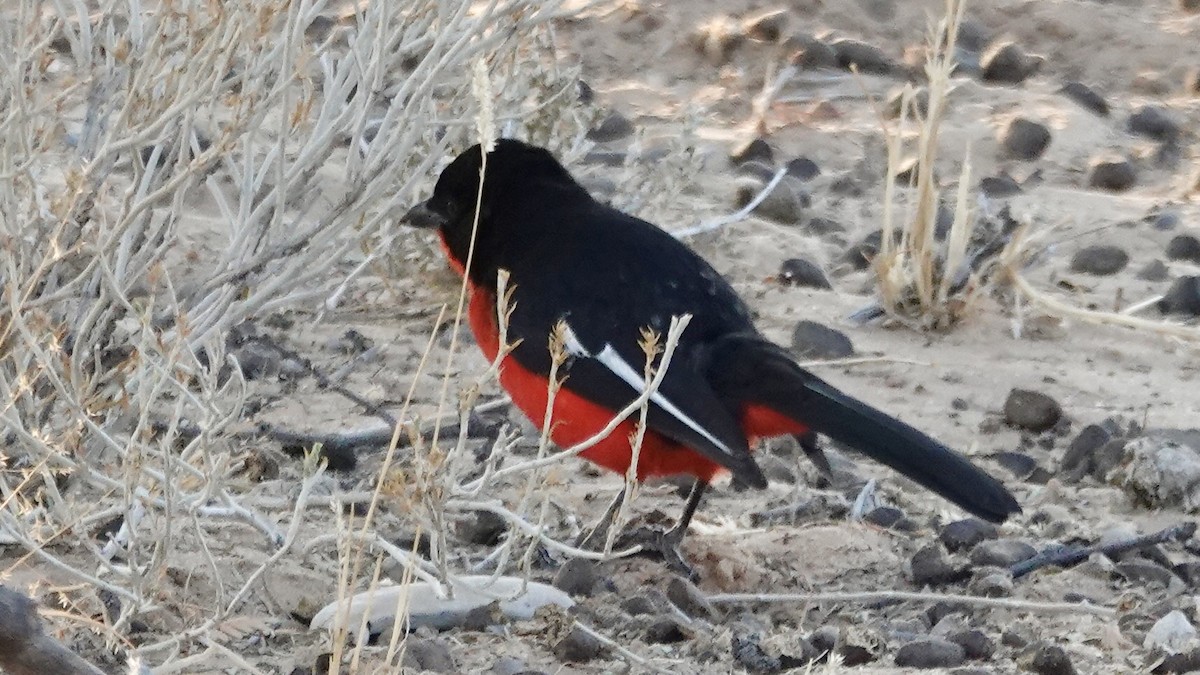 Crimson-breasted Gonolek - ML644074679