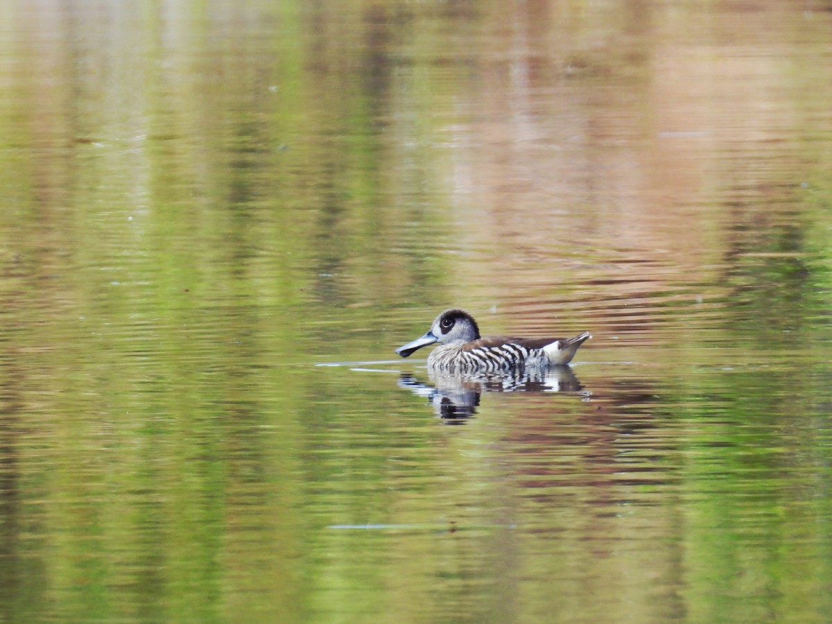 leppeand - ML644074680