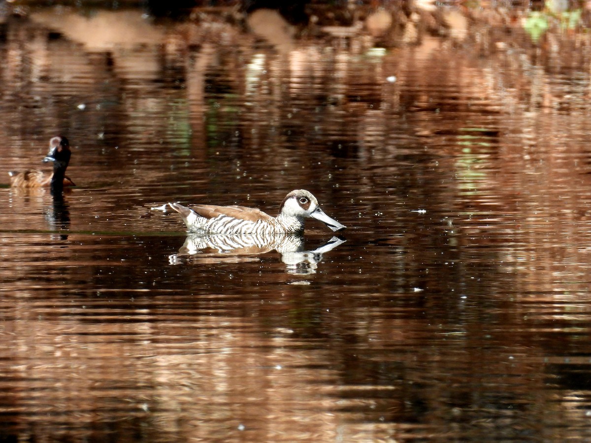 leppeand - ML644074681