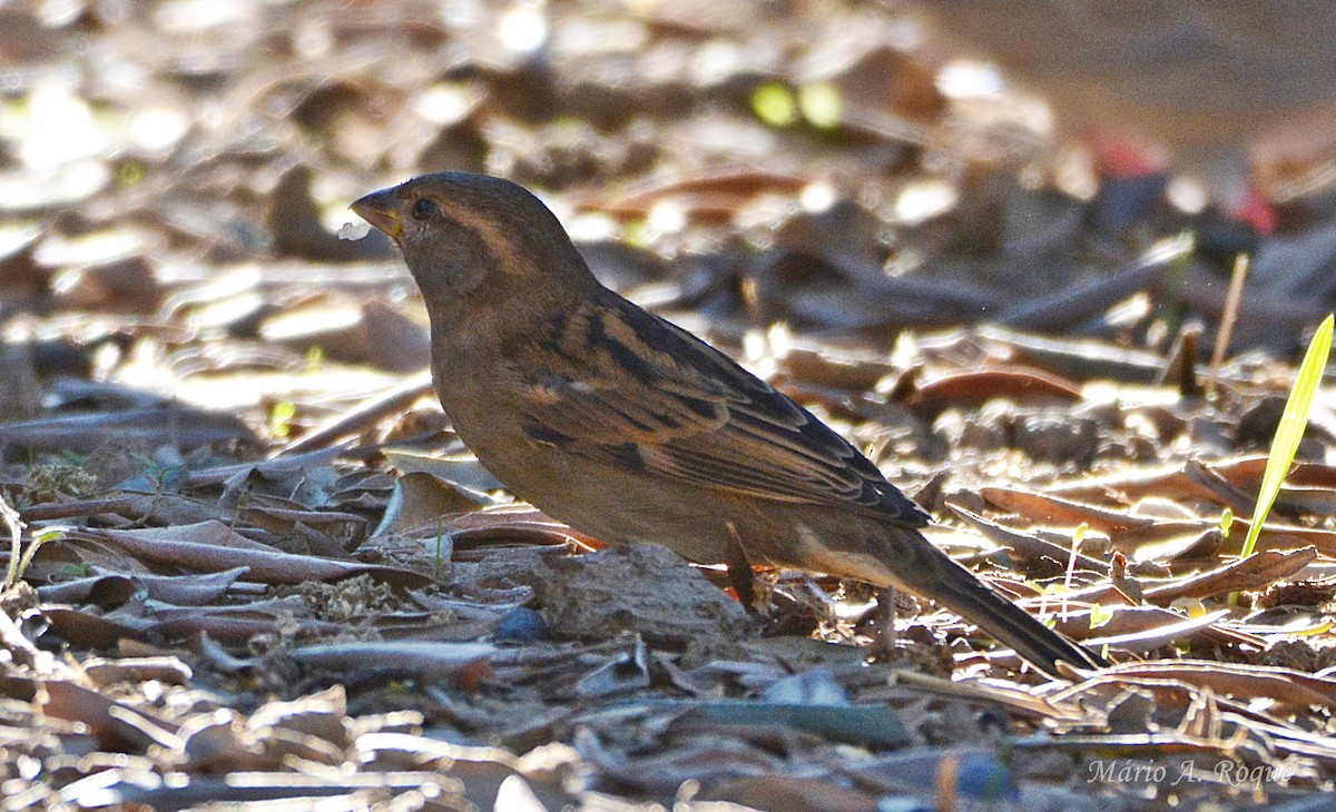 House Sparrow - ML644074685