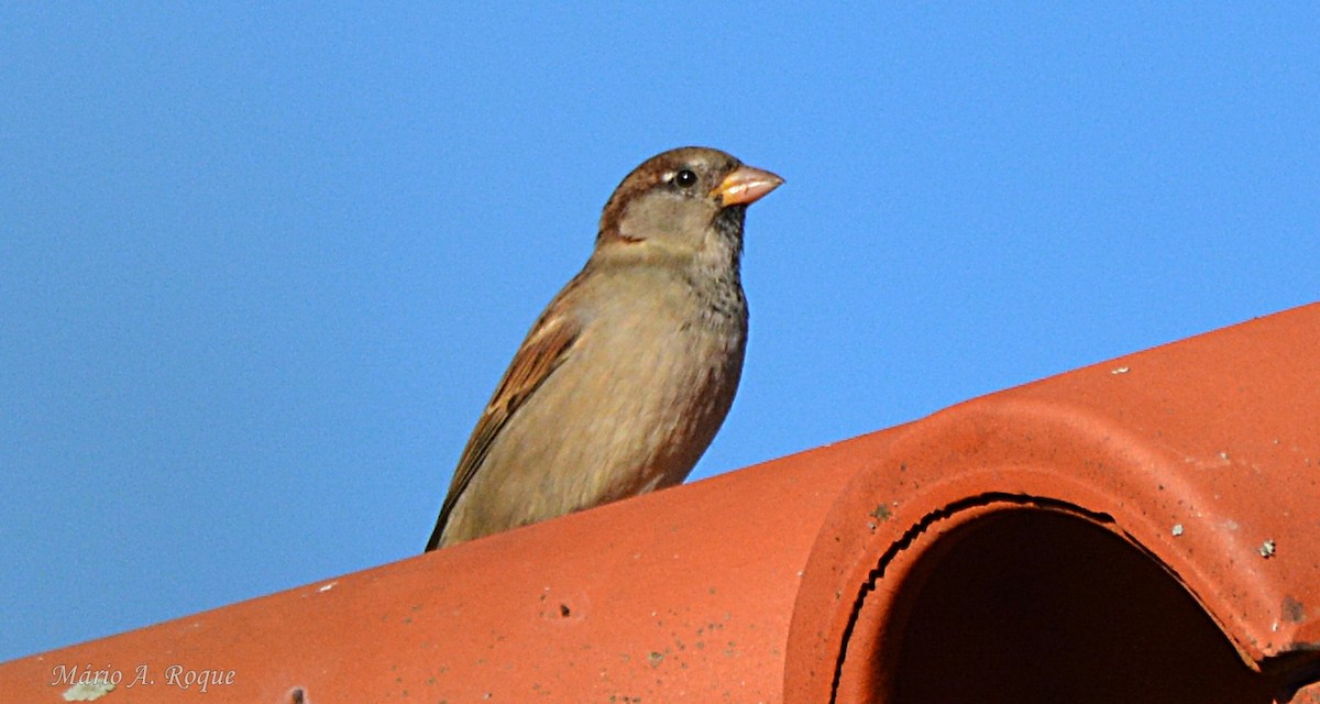 House Sparrow - ML644074686