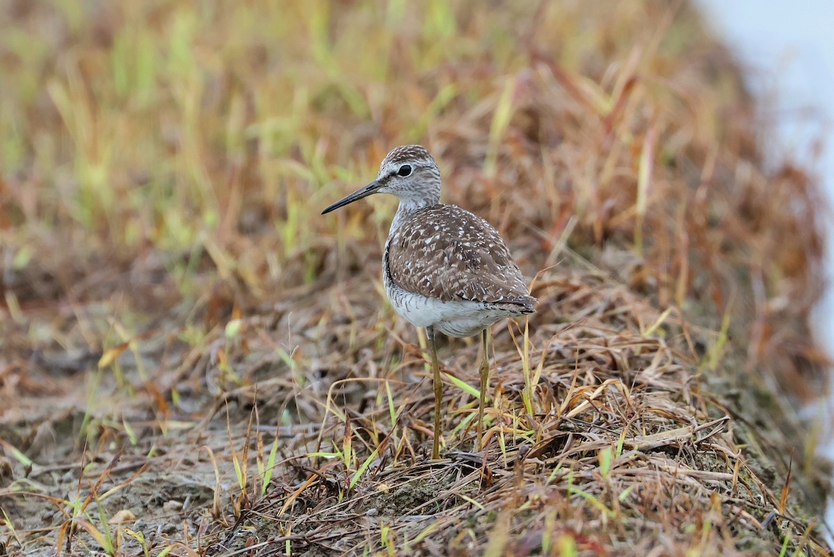 vodouš bahenní - ML644074692