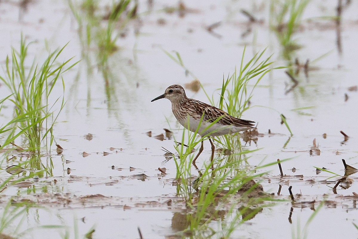 jespák dlouhoprstý - ML644074693