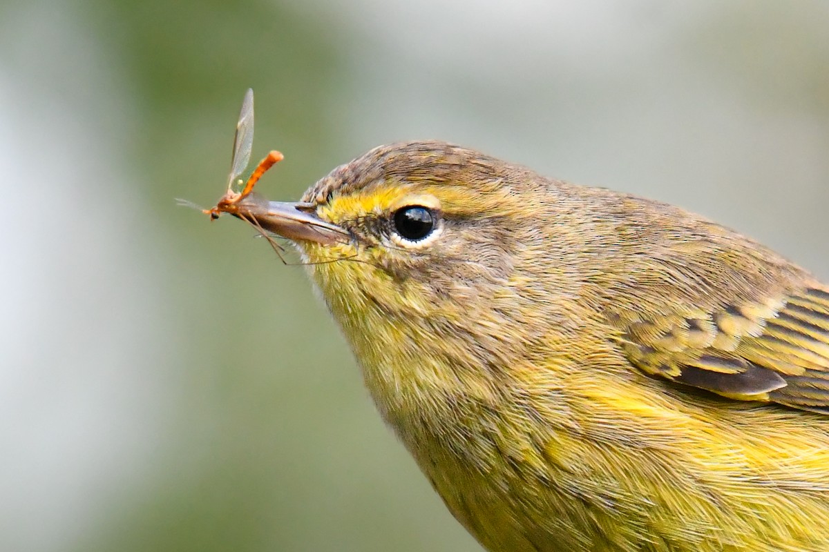 Palm Warbler - ML644074696