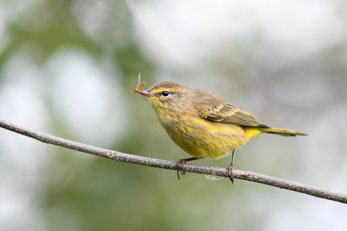 Palm Warbler - ML644074697