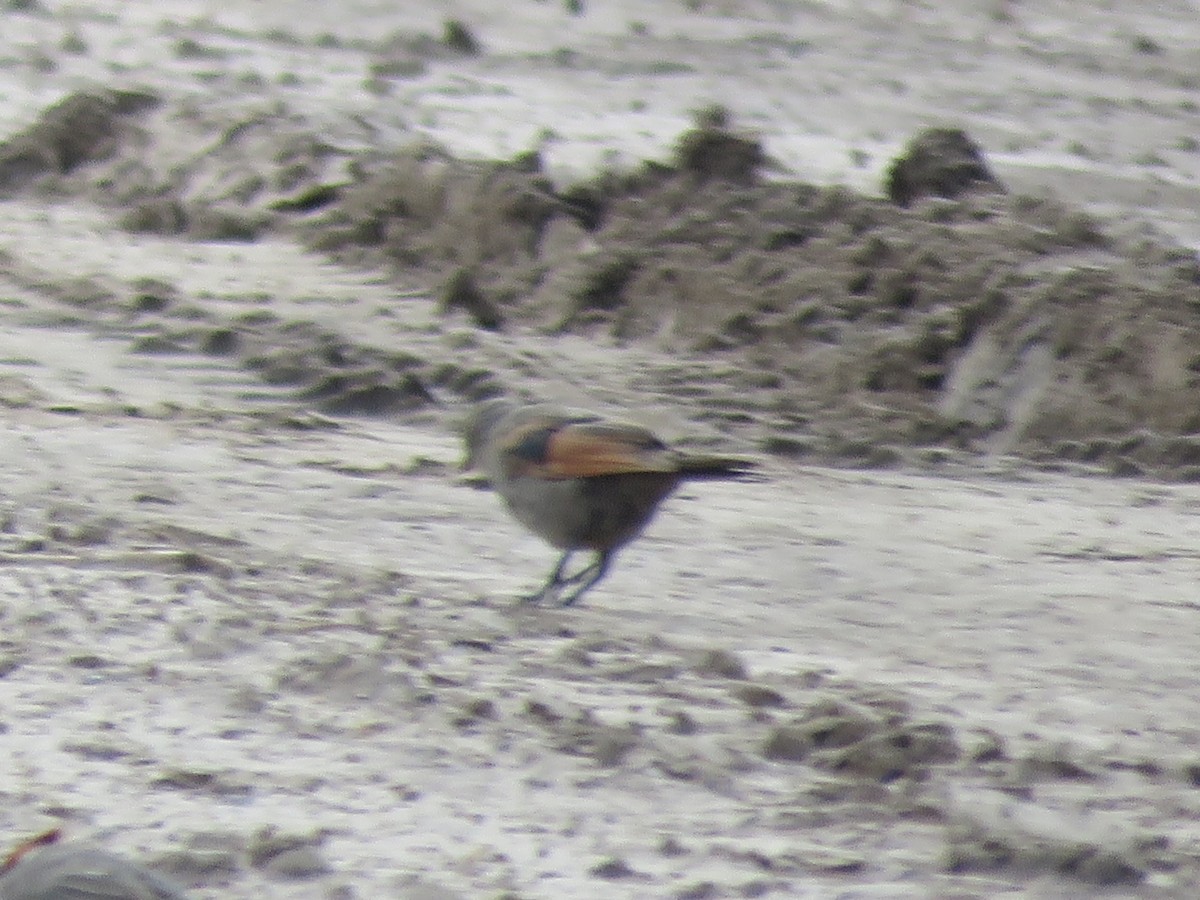 Screaming Cowbird - ML644074700