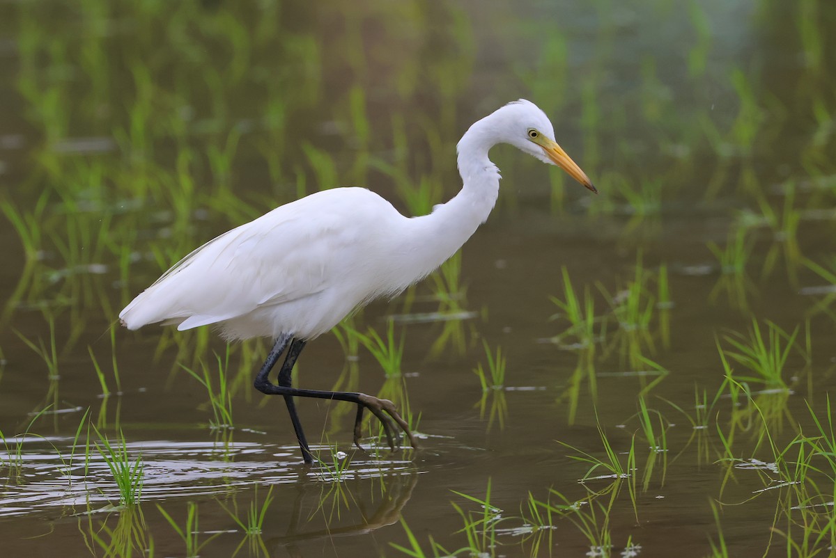 volavka prostřední - ML644074714