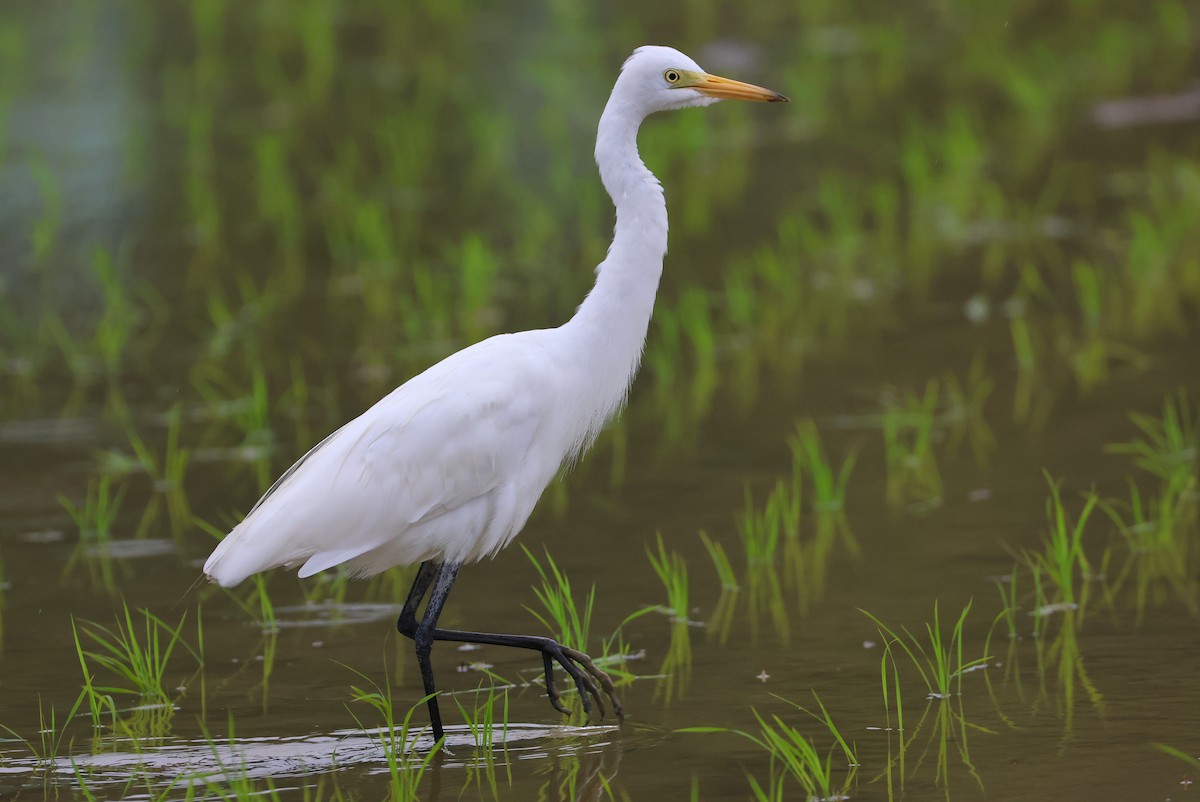 volavka prostřední - ML644074715