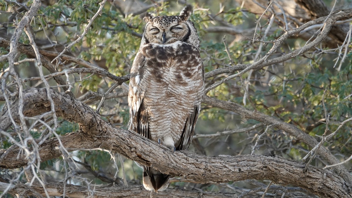 Spotted Eagle-Owl - ML644074725