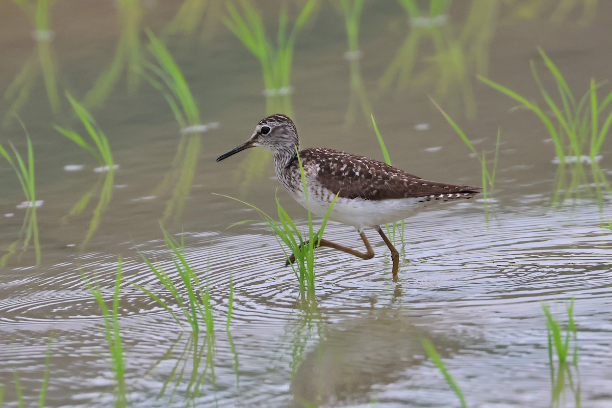 vodouš bahenní - ML644074729