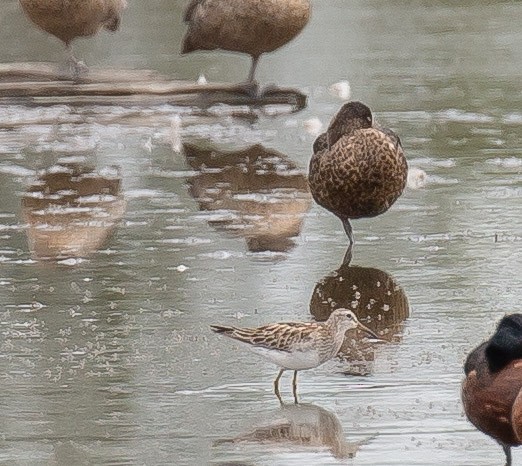Graubrust-Strandläufer - ML644074730