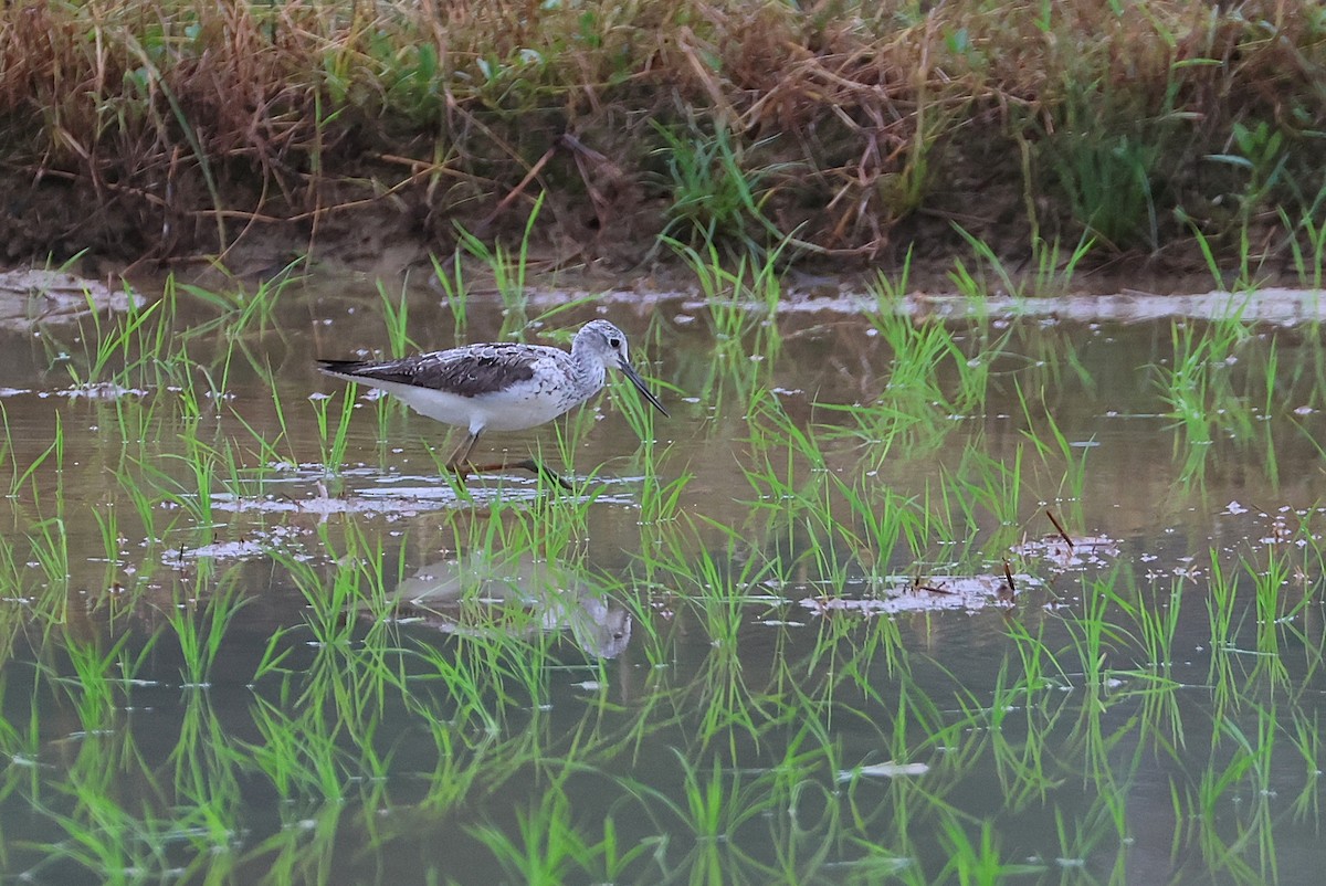 vodouš šedý - ML644074733