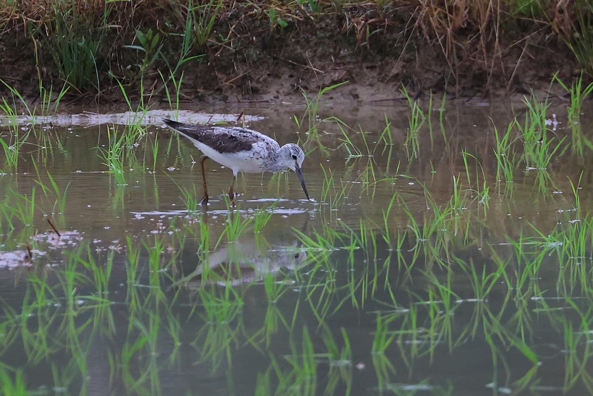 vodouš šedý - ML644074734