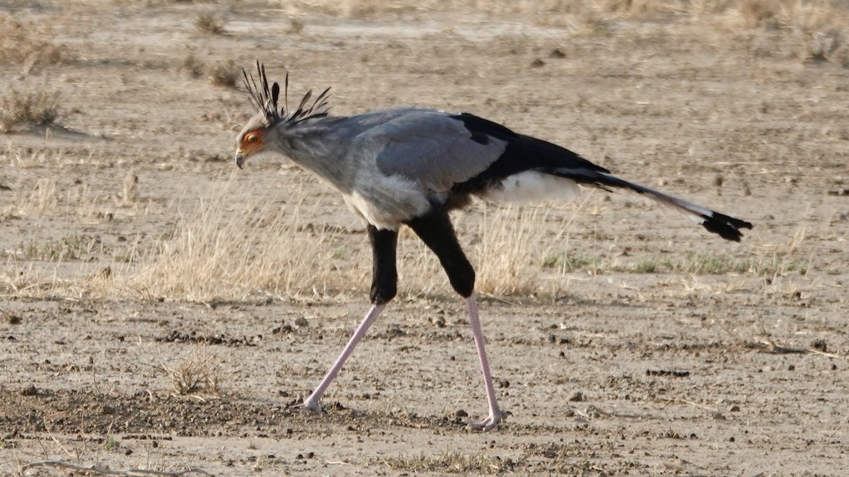 Secretarybird - ML644074736